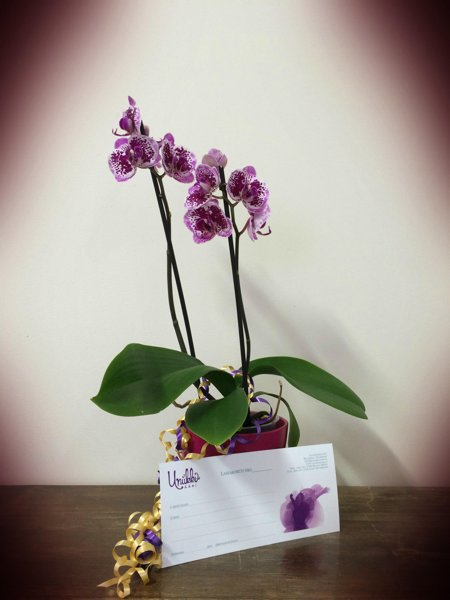 Product image of  Fantasia - Lahjakortti itse määrittelemälläsi summalla, alkaen