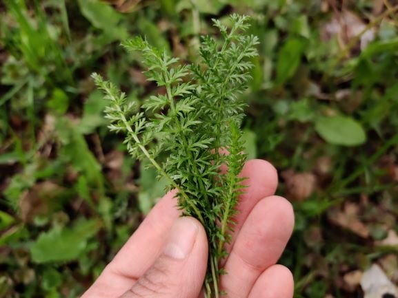 Product image of  Foraging walk in Lauttasaari in Helsinki Tuesday 5th of May 2026