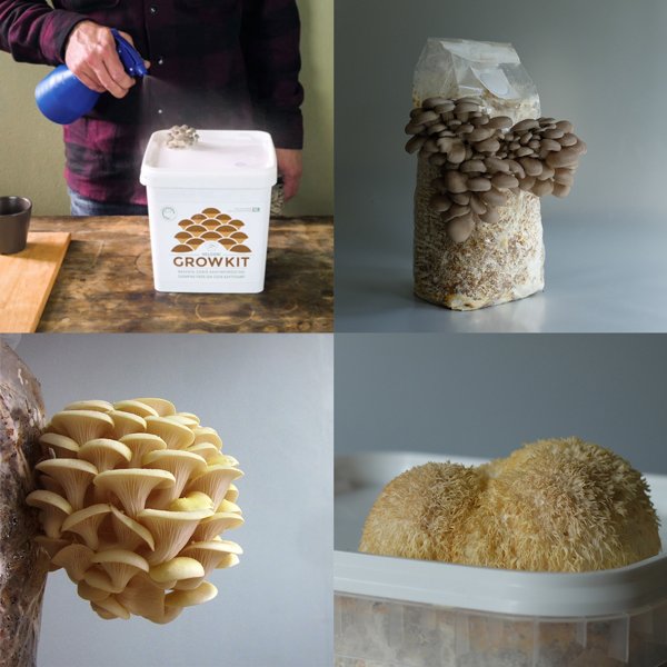 Product image of  KURSSI: Kasvata sieniä kotona / Grow mushrooms at home 28.8.