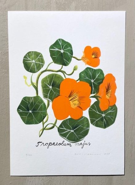 Product image of  Tropaleum majus Köynnöskrassi