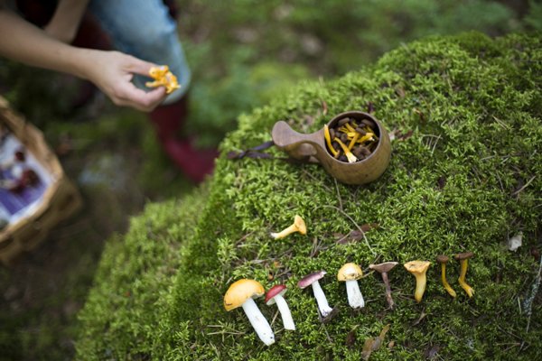 Product image of  Wild Mushroom Foraging Tour for new Aalto exchange students
