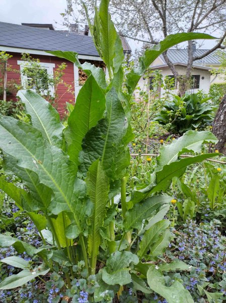 Product image of  Pinaattihierakka 'Fredrikan' siemeniä