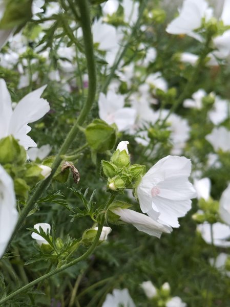 Product image of  Myskimalvan siemeniä (valkoinen)