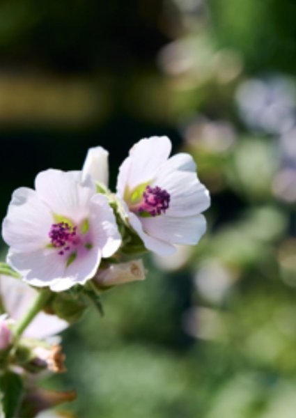 Product image of  Rohtosalkoruusun siemeniä