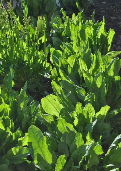 Product image of  Tarhasuolaheinän siemeniä