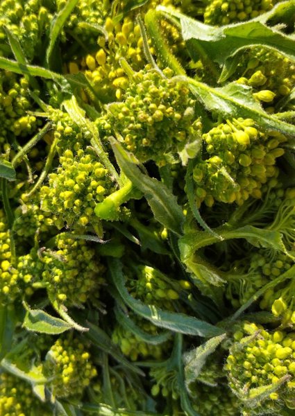 Product image of  Idänukonpalon siemeniä