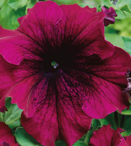 Product image of  Petunia siemenet "Supercascade Burgundy"