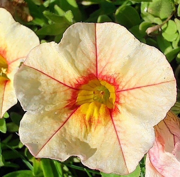 Product image of  Miljoonakello "Cappuccino" siemenet
