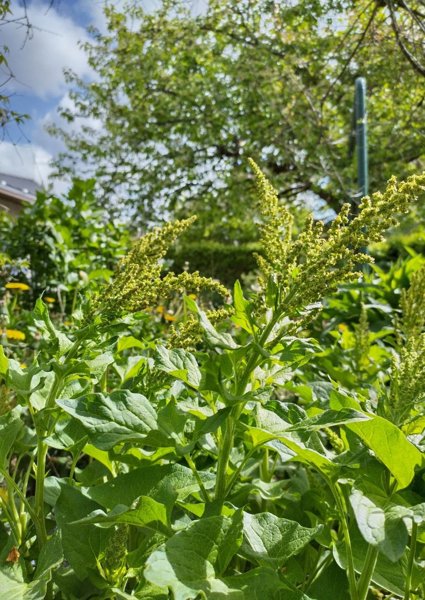 Product image of  Hyvänheikinsavikan siemeniä