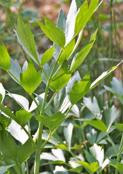 Product image of  Lipstikan siemeniä