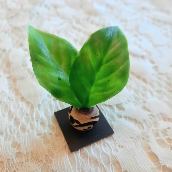 Product image of  Huonekasvi