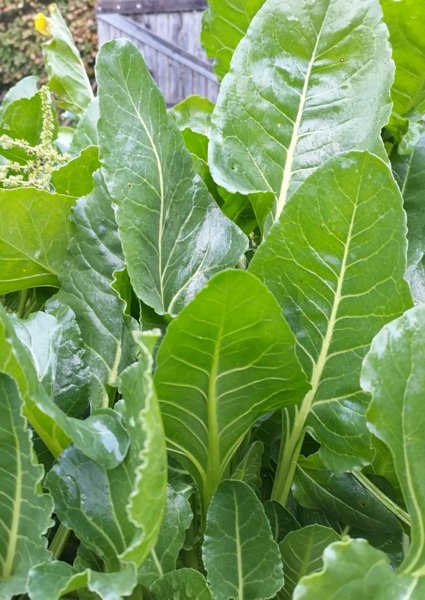 Product image of  Merijuurikkaan siemeniä