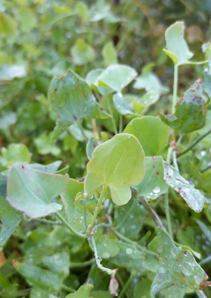 Product image of  Kilpisuolaheinän siemeniä