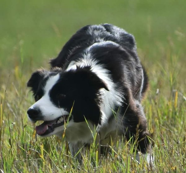 Product image of Irtokerta erikseen sovittavana aikana yhdelle koirakolle