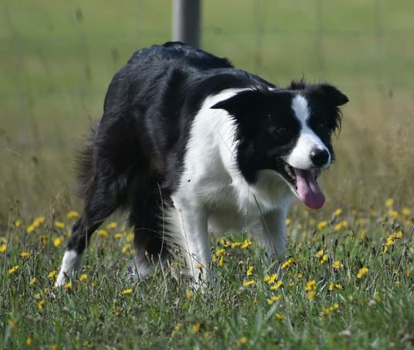 Product image of "5x30min paimennustreenikortti" erikseen sovittavana aikana