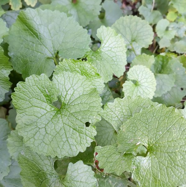 Product image of  Litulaukan siemeniä