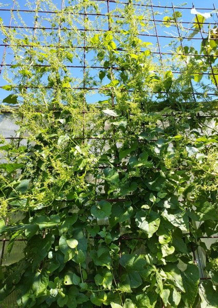 Product image of  Köynnöspinaatin siemeniä