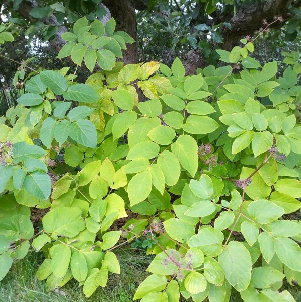 Product image of  Hertta-aralian siemeniä