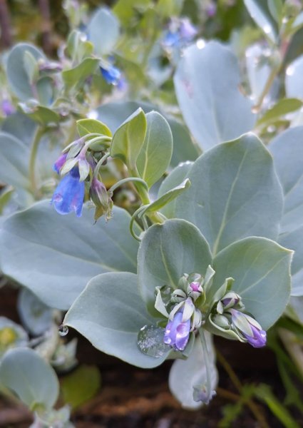 Product image of  Merihalikan siemeniä