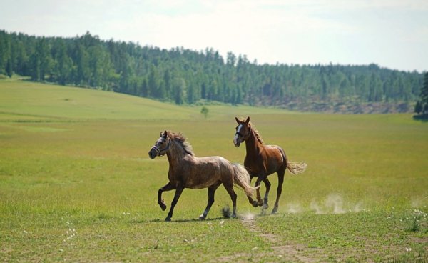 Product image of  Seuran kannatusjäsenyys
