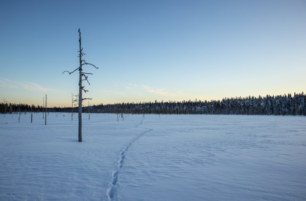 Product image of  Skishoe adventure at Teerisuo-Lososuo
