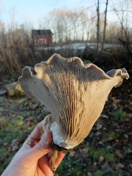 Product image of  1.9.2026 Sieniviljely puutarhassa / Gardening with mushrooms