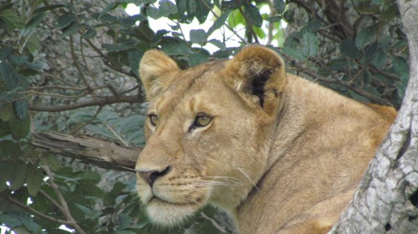 Product image of  Go Safari 27.09- 7.10.2025