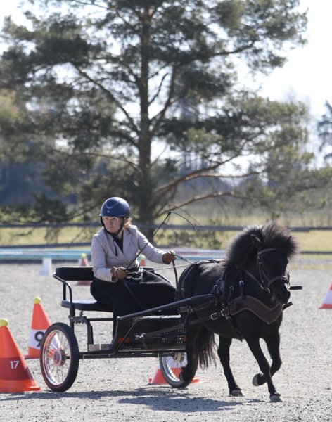 Product image of  Ponin vuokraus itsenäisesti (8 kertaa/kk)