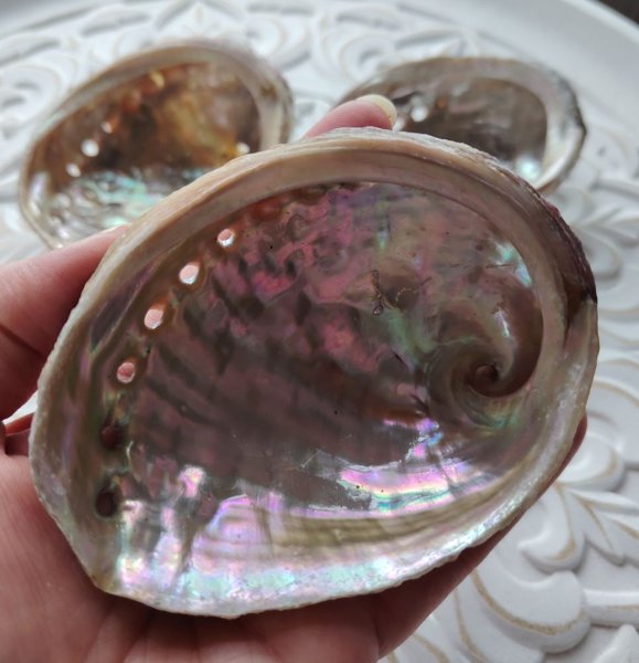 Product image of  Abalone simpukankuori (9-10 cm)