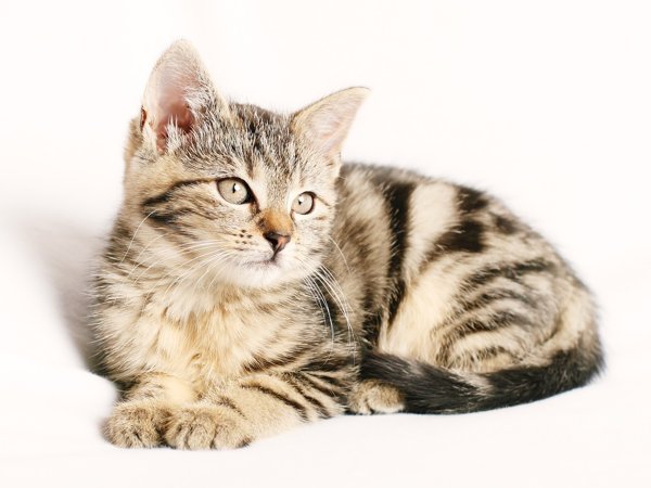 Product image of  Kissa 2vrk