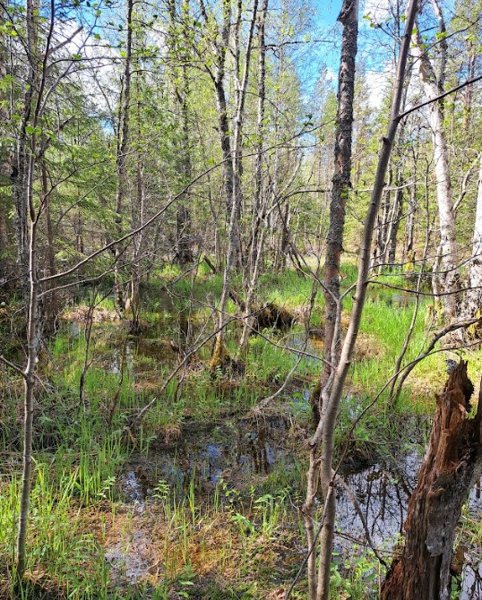Product image of  Luontoteko, Saksansuo (CO2-tonni)