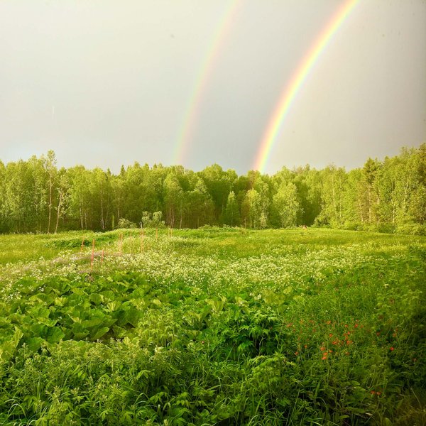 Product image of  Lähiruokapäivien myyntipaikka sähköllä
