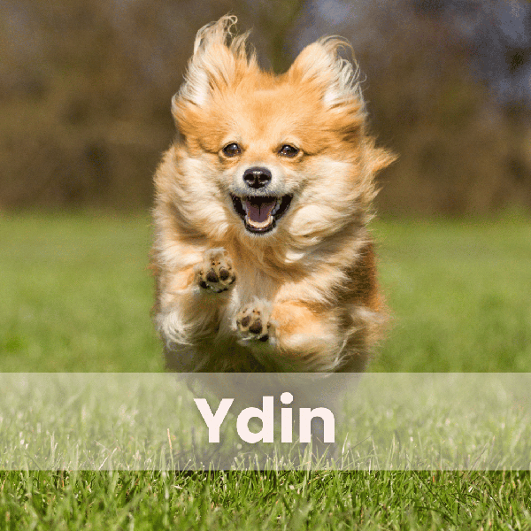 Product image of  Ydin