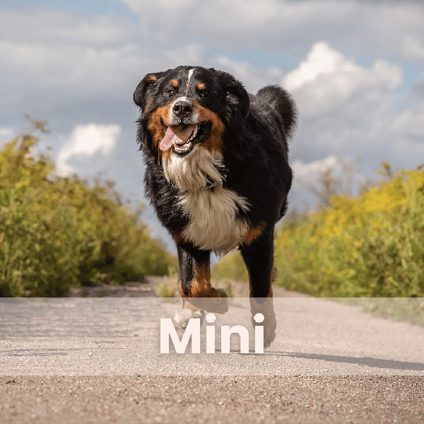 Product image of  Mini