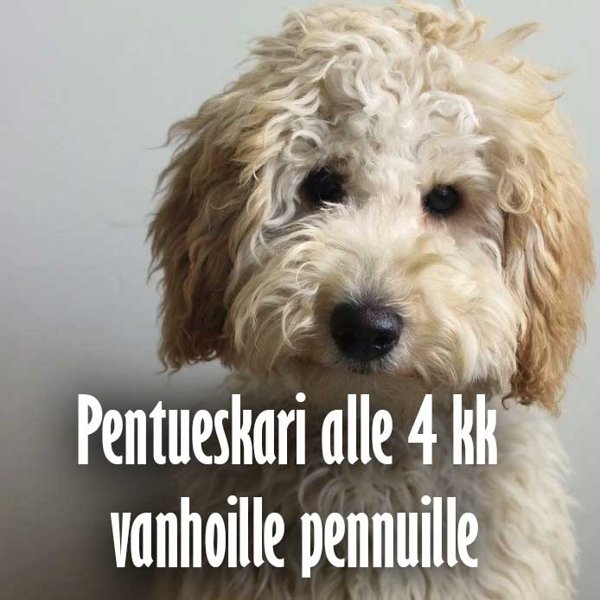 Product image of Pentueskari alle 4 kk vanhoille pennuille
