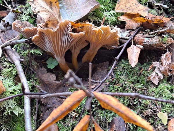 Product image of  Mushroom tour, Lamminpää Sun 28.9. 15:30-18 (30/20/10€)
