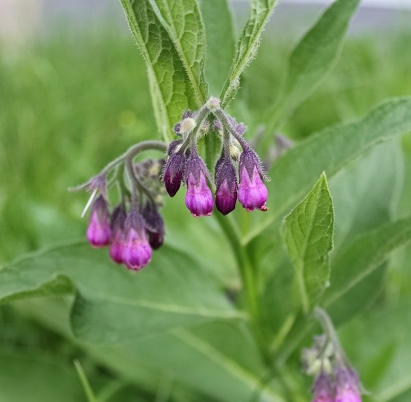 Product image of  Herb foraging walk, Kaukajärvi, 17.30-18:30 (15/10/5€)