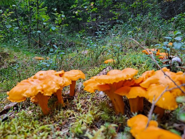 Product image of  Mushroom tour, Kaukajärvi Sat 30.8. 15-17.15 (30/20/10€)