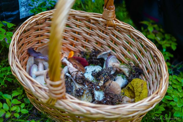 Product image of  Mushroom tour, Meri-Rastila, Helsinki, Sat 20th Sep. 12:30-15