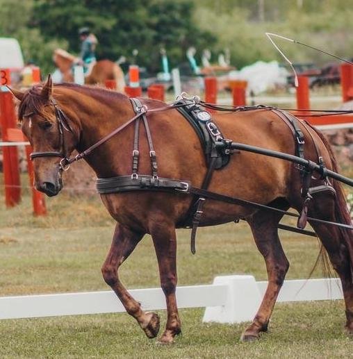 Product image of  Hevosen vuokraus itsenäisesti (12 kertaa/kk)