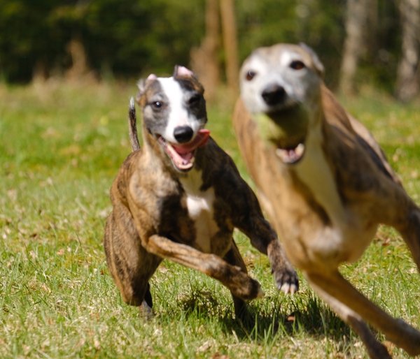 Product image of  Taidetta hevosten ja koirien kanssa (12 krt)