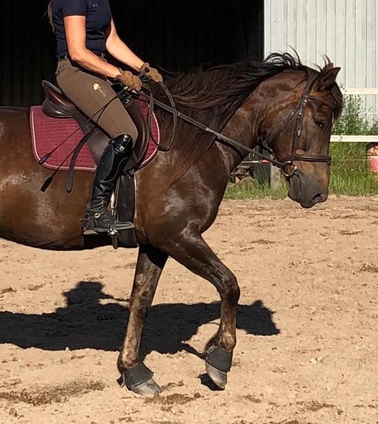 Product image of  Hevosen vuokraus itsenäisesti (1 krt)