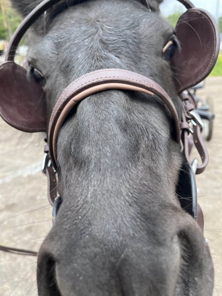 Product image of  Ponin vuokraus itsenäisesti (4 kertaa/kk)