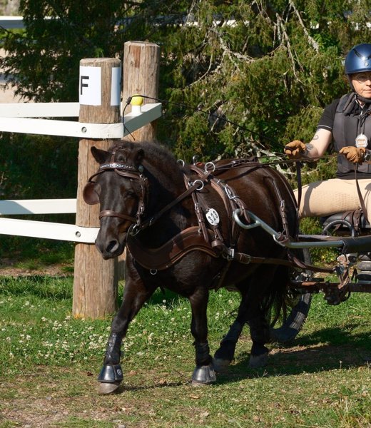 Product image of  Ponin hoito ja ajaminen ohjatusti (1 krt)
