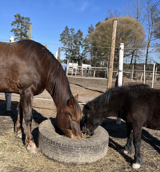 Product image of  Puuhailua hevosten kanssa (4 kertaa/kk)