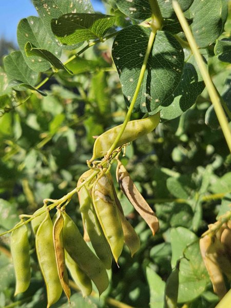 Product image of  Hernevirnan siemeniä