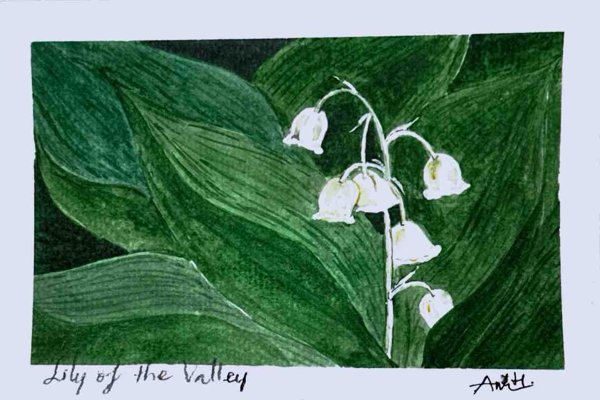 Product image of  Lily of the valley