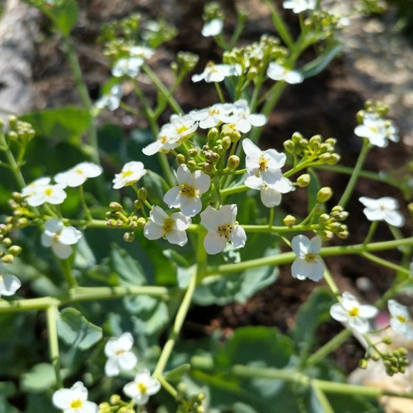 Product image of  Euroopanmerikaalin siemeniä