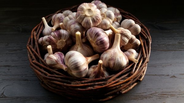 Product image of  Talvivalkosipuli `Aleksandra` 1 kg