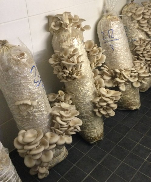 Product image of  Iso kasvatuspötkö, osterivinokas / Large growbag, oyster (20L)